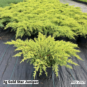 May 2025 3g Gold Star Juniper Group for Website